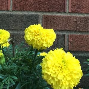 Meet your Posher, Tessa